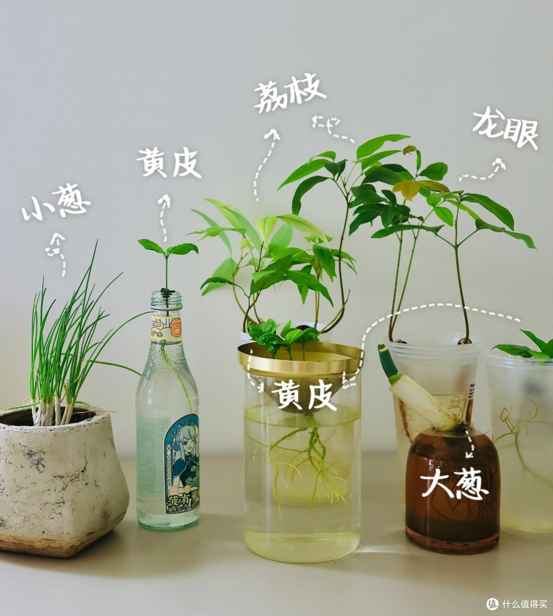 🍹茶杯水培食花园