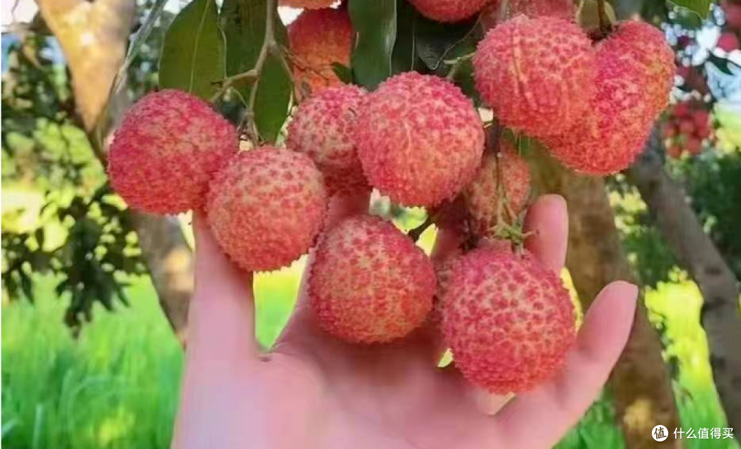 夏日炎炎,这些水果让你清凉一夏!