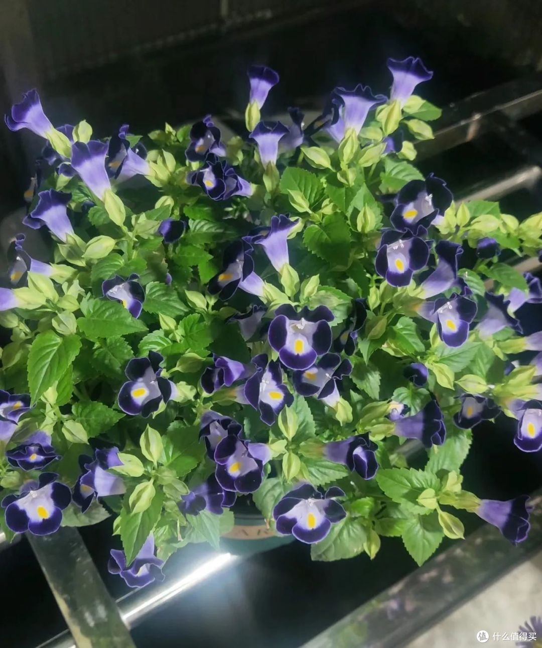夏天9种花爱“爆花”,千万要“富养”,“吃饱喝足”嗖嗖冒花
