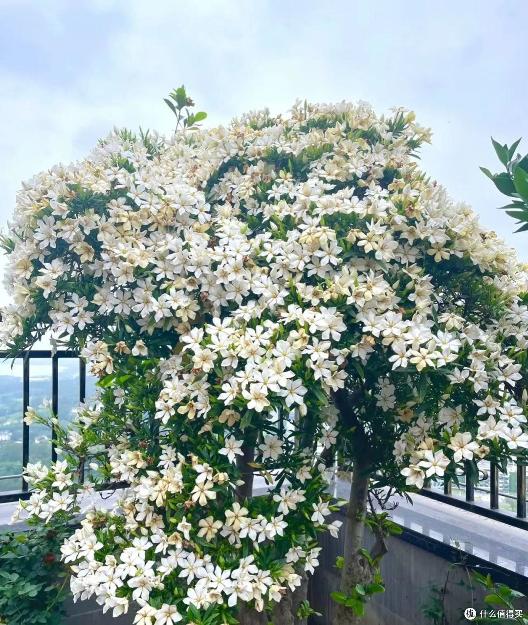夏天9种花爱“爆花”,千万要“富养”,“吃饱喝足”嗖嗖冒花