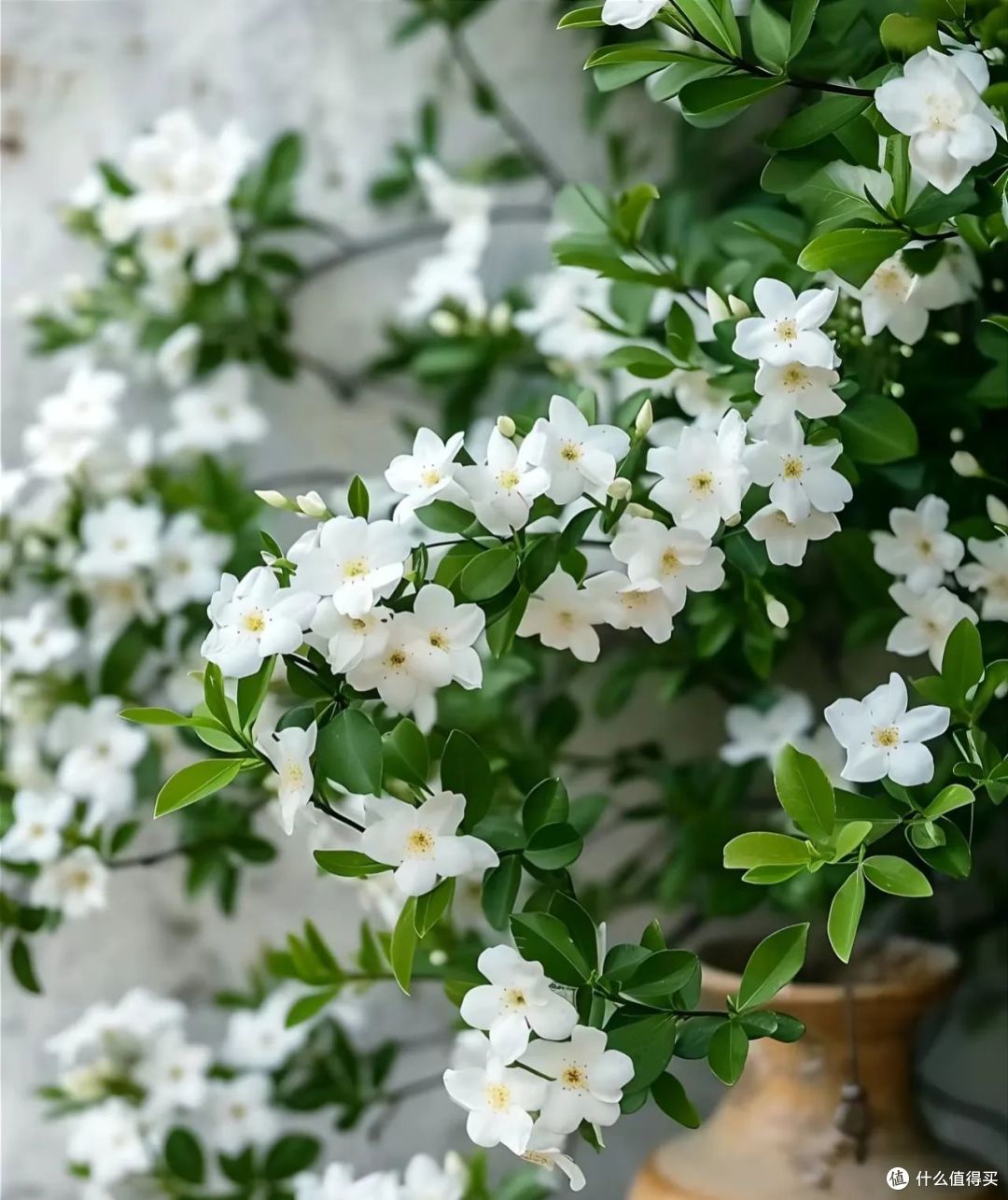 夏天9种花爱“爆花”,千万要“富养”,“吃饱喝足”嗖嗖冒花