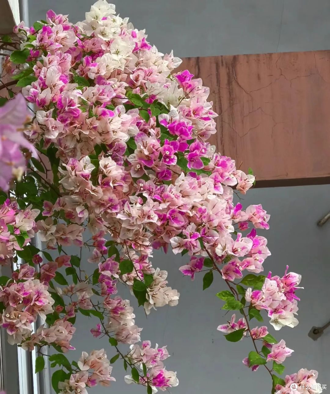 夏天9种花爱“爆花”,千万要“富养”,“吃饱喝足”嗖嗖冒花