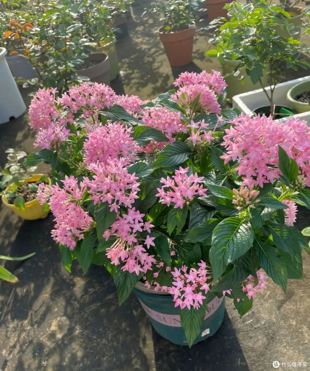 夏天9种花爱“爆花”,千万要“富养”,“吃饱喝足”嗖嗖冒花
