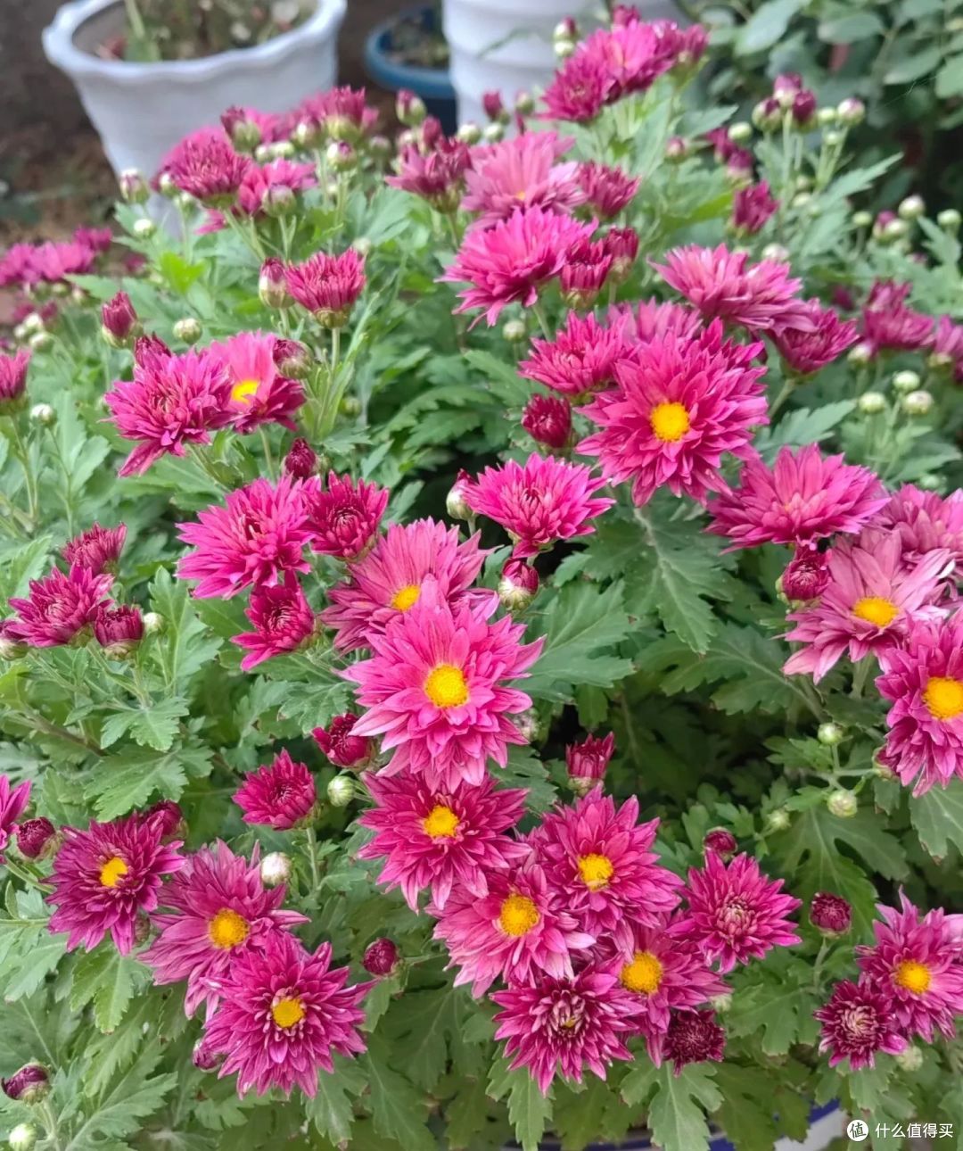 夏天9种花爱“爆花”,千万要“富养”,“吃饱喝足”嗖嗖冒花