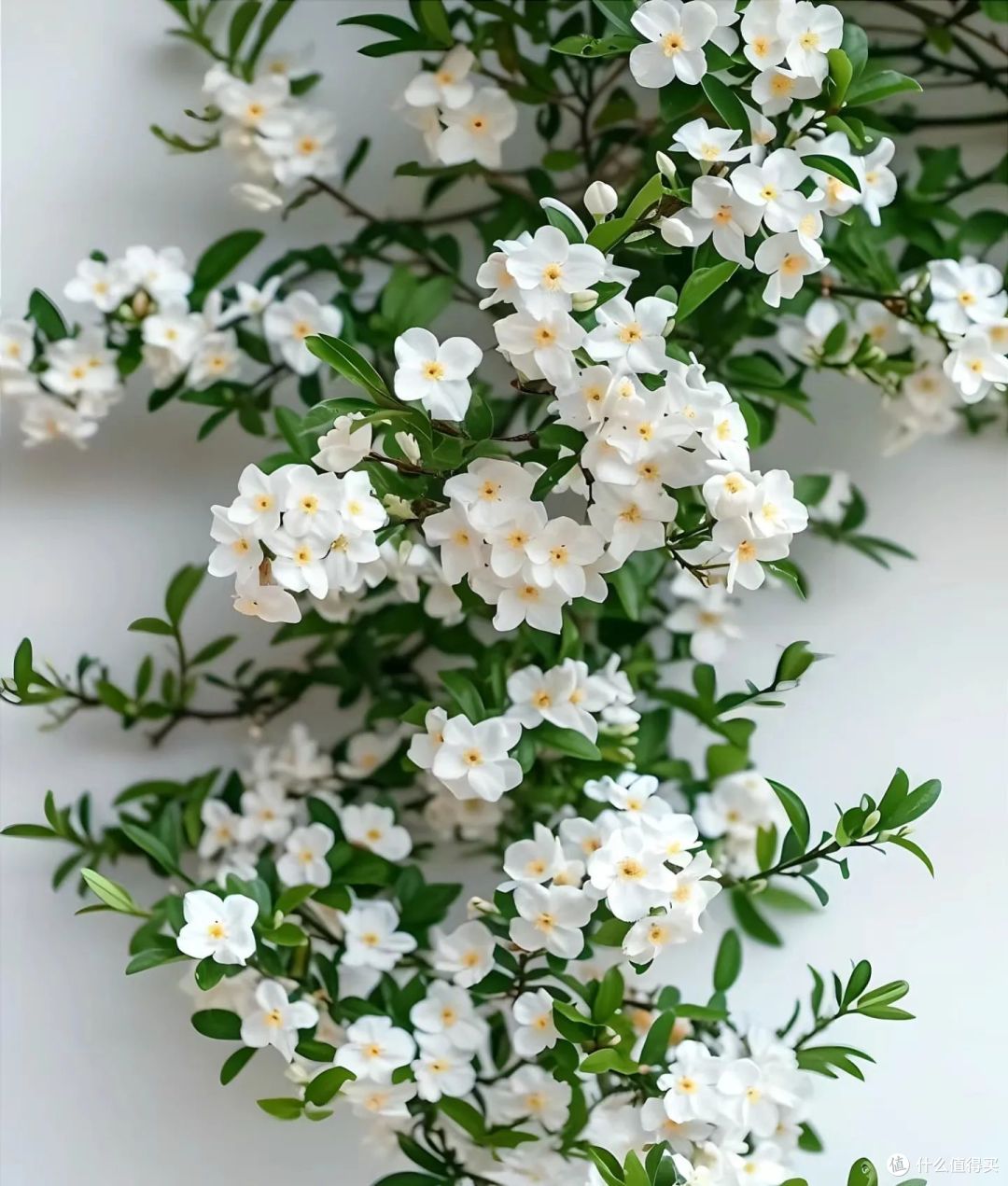 夏天9种花爱“爆花”,千万要“富养”,“吃饱喝足”嗖嗖冒花