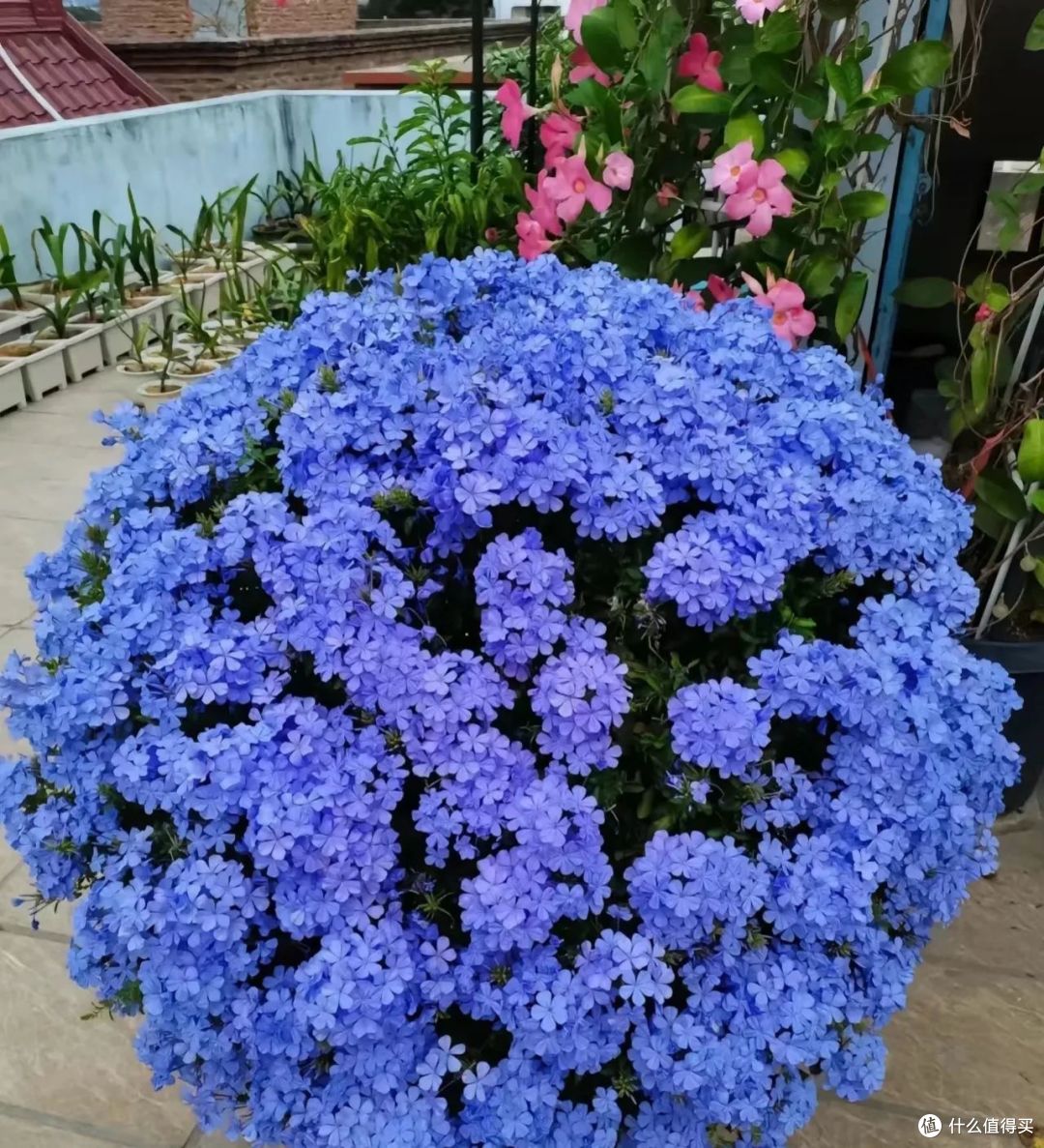 夏天9种花爱“爆花”,千万要“富养”,“吃饱喝足”嗖嗖冒花