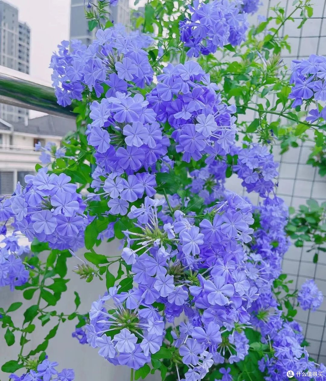 夏天9种花爱“爆花”,千万要“富养”,“吃饱喝足”嗖嗖冒花