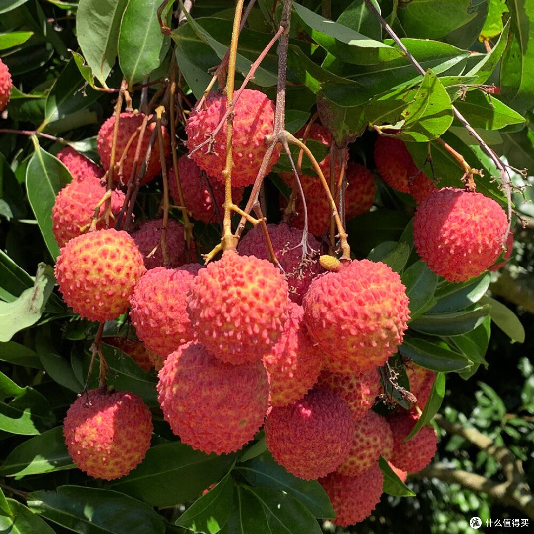 桂味