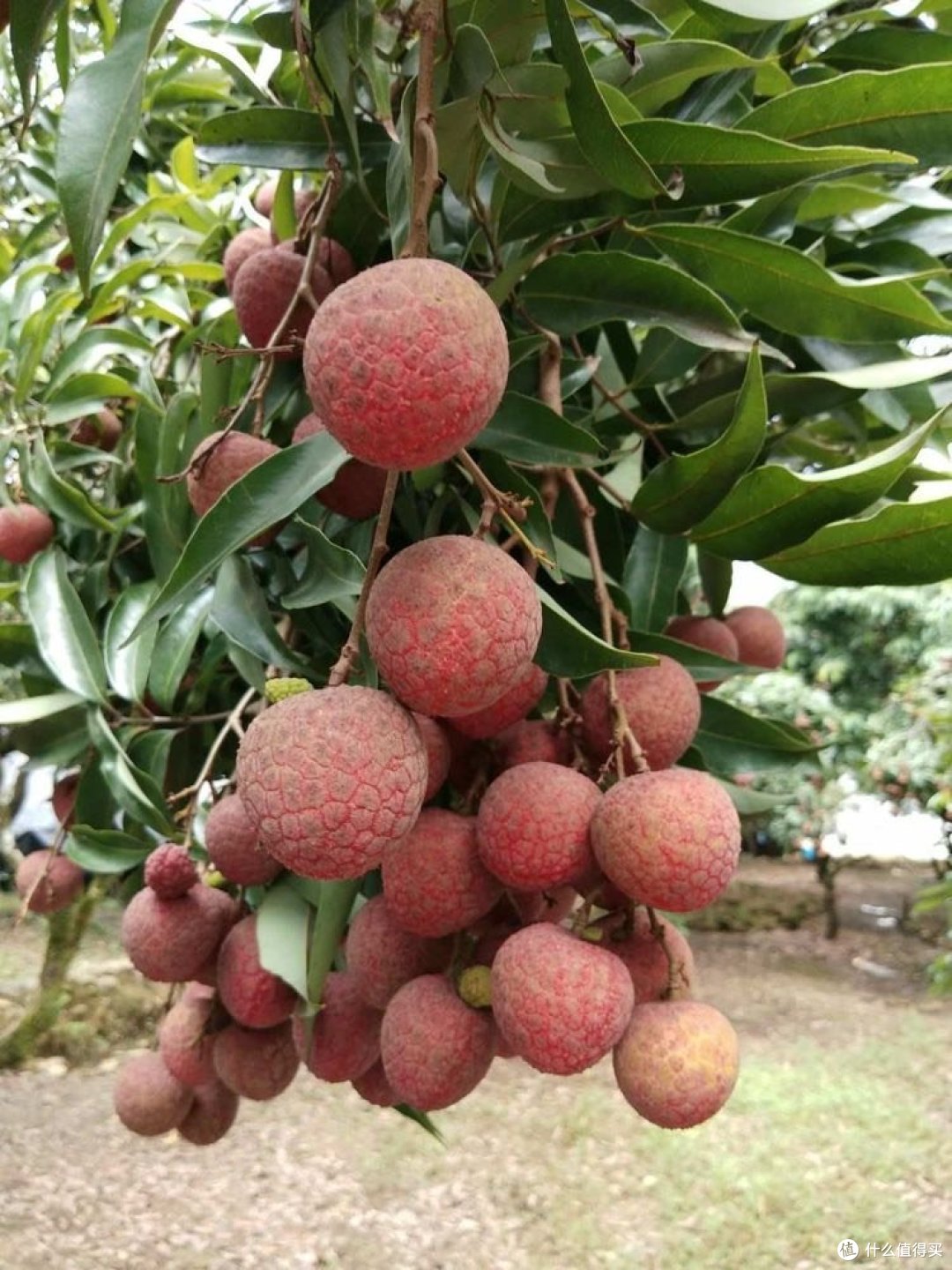黑叶荔枝