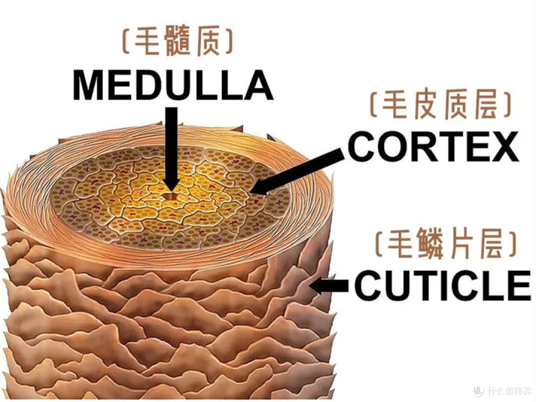 高端吹风机选购攻略 | 戴森、松下和原里吹风机哪个牌子好？