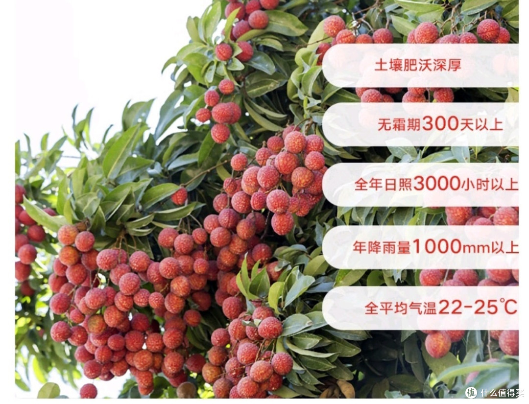 一骑红尘妃子笑,无人知是荔枝来