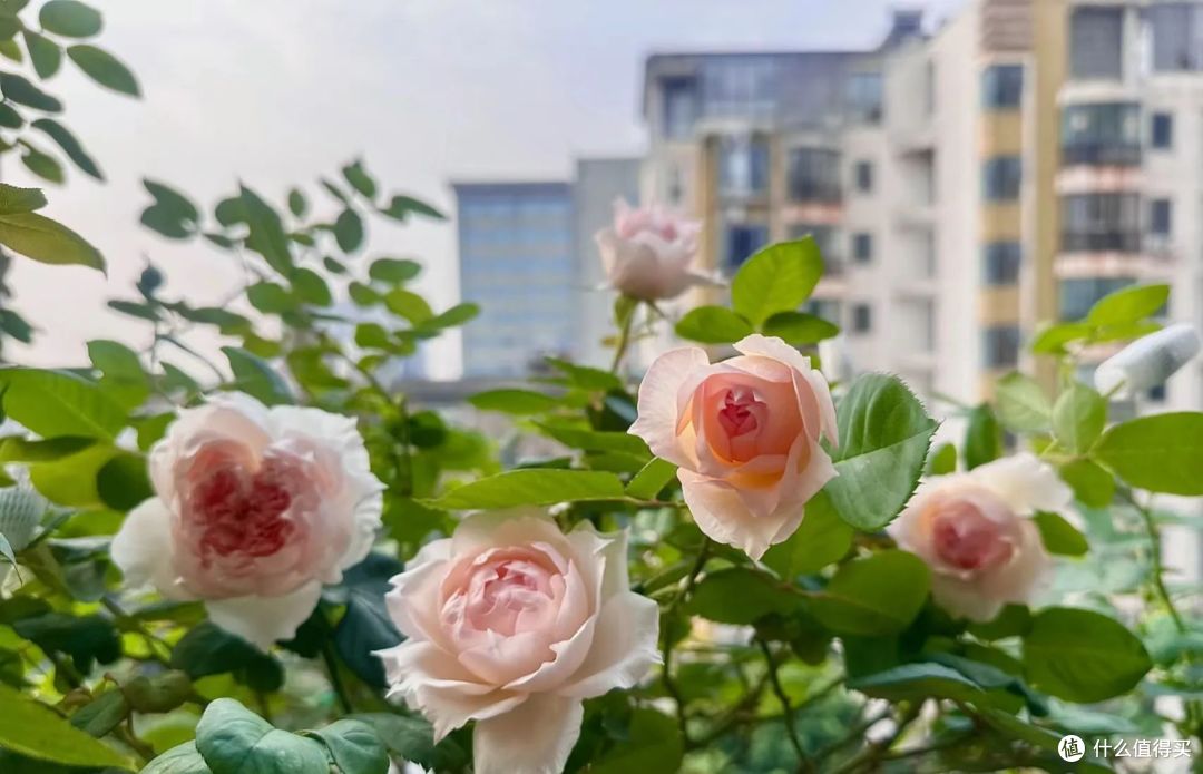湖南一姐姐,为拥有“月季花园”,把阳台封闭变开放,美翻了!