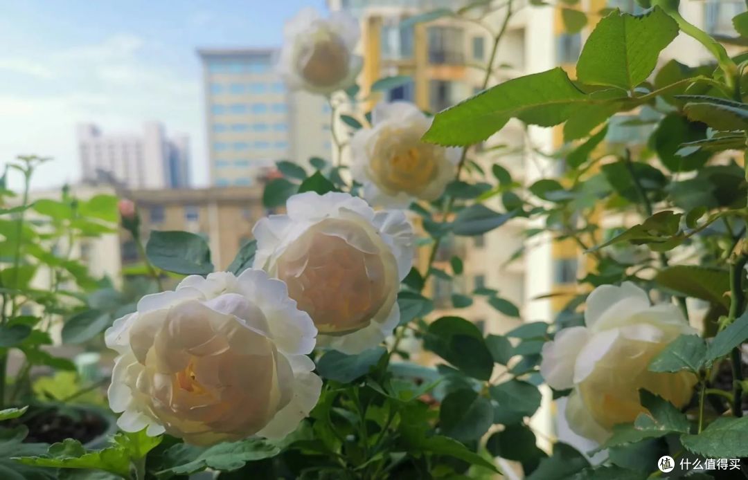 湖南一姐姐,为拥有“月季花园”,把阳台封闭变开放,美翻了!
