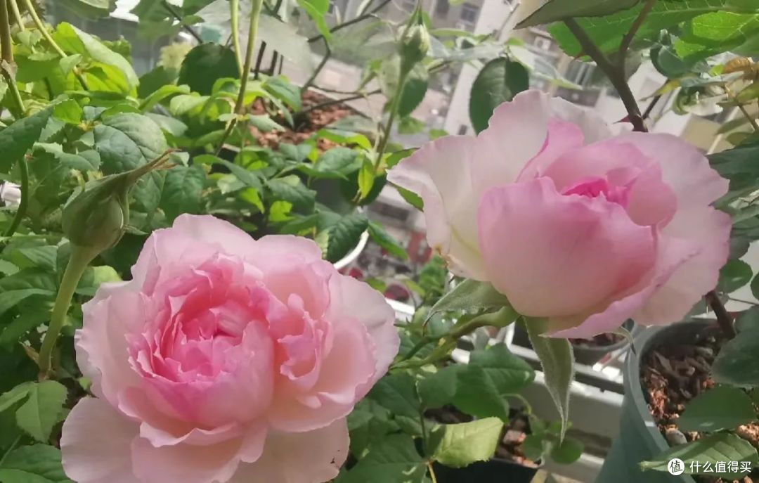 湖南一姐姐,为拥有“月季花园”,把阳台封闭变开放,美翻了!