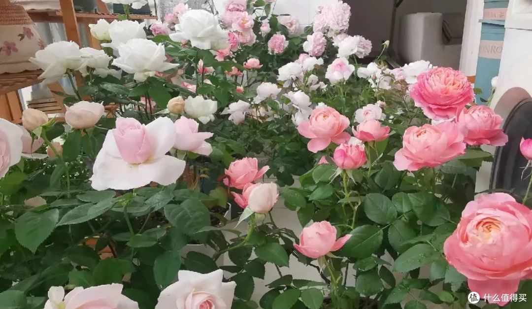 湖南一姐姐,为拥有“月季花园”,把阳台封闭变开放,美翻了!