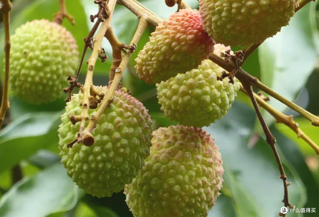 夏天才有的“纯阳之果”!3个方法吃荔枝,把“纯阳火性”补到位