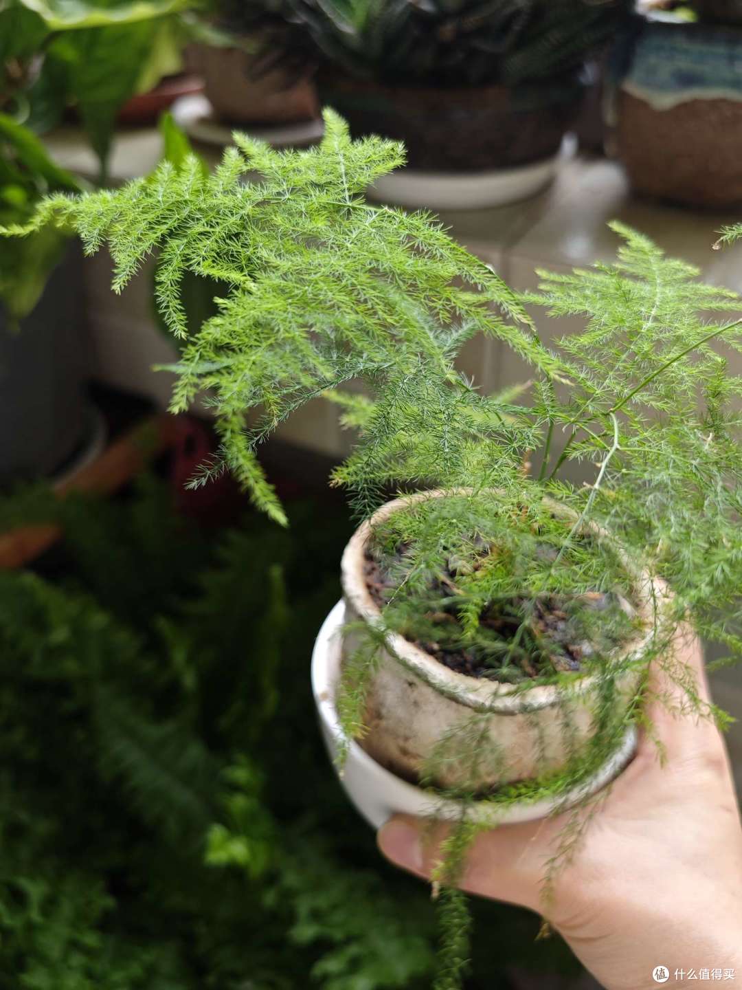 盘点我家种过的那些花花草草~