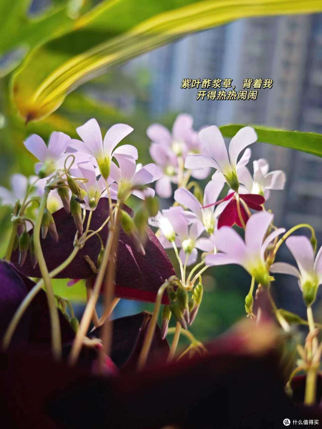 阳光下的花花