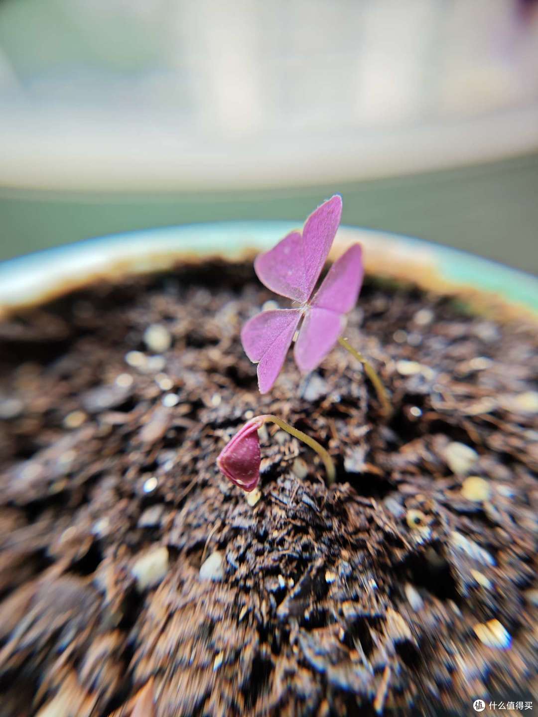 第二片叶子