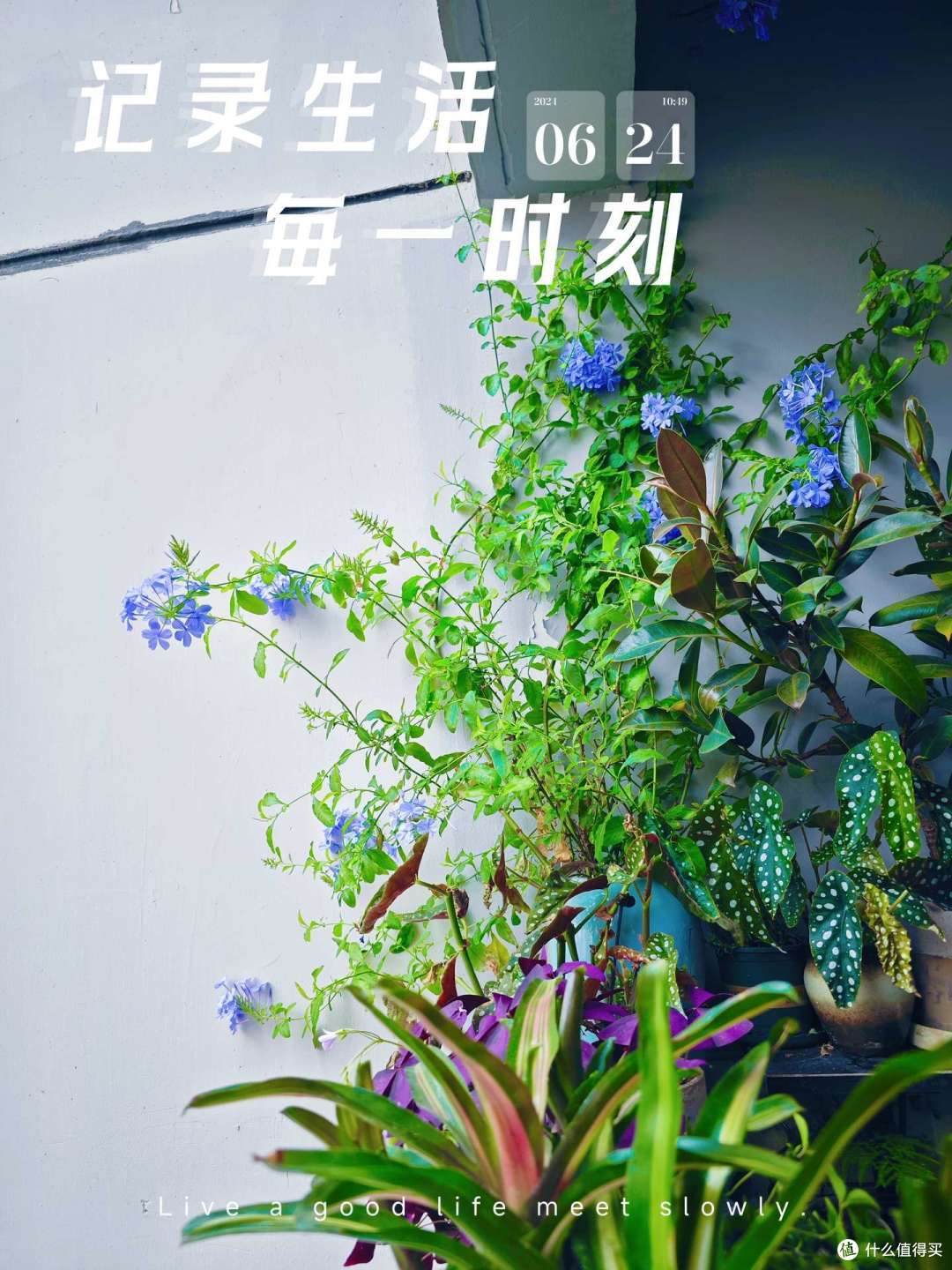 今天的样子，枝条长但花有点稀疏，看来还得追肥