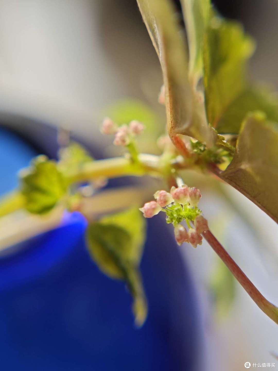 开花~