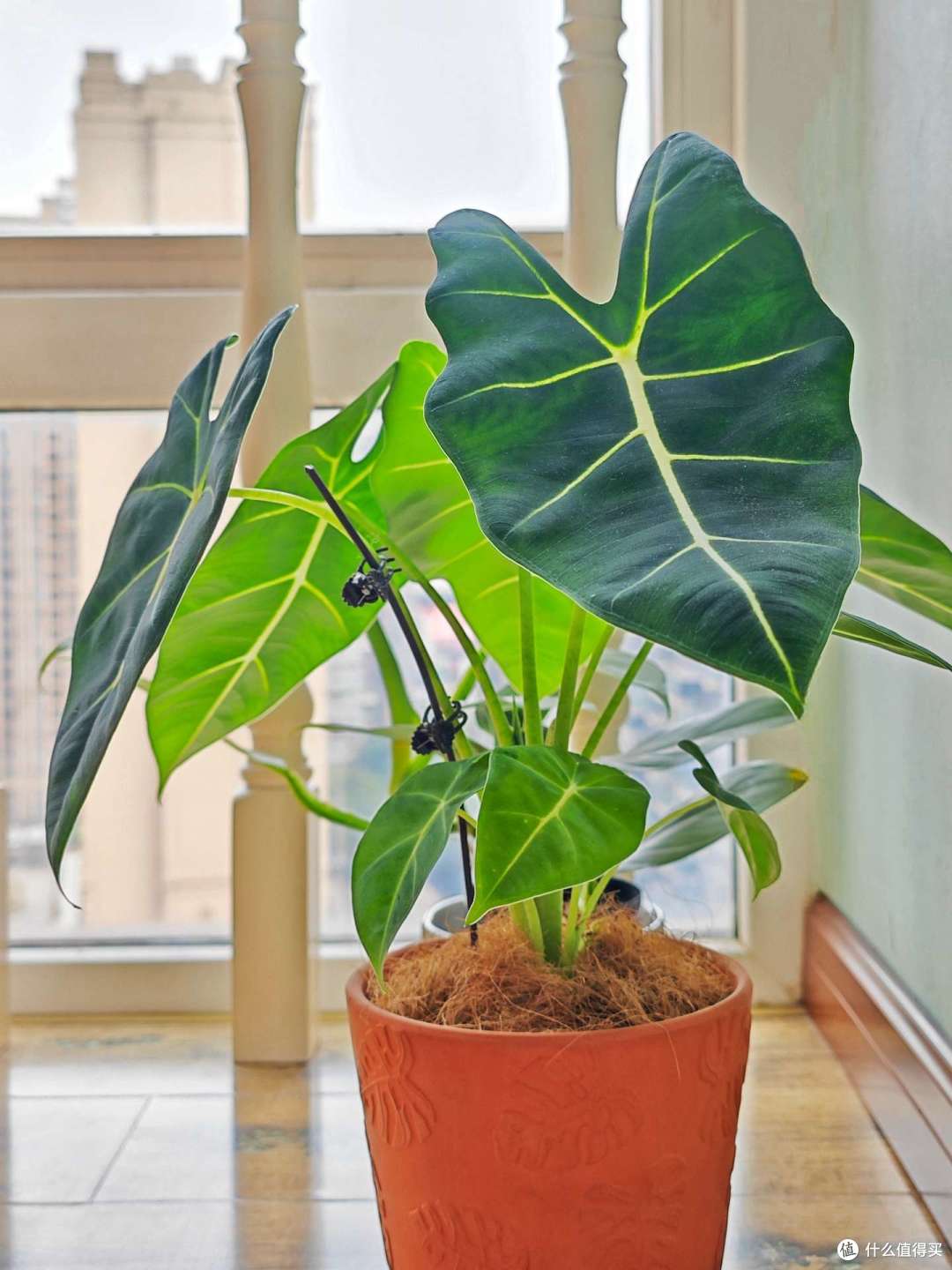 刚买回家的小可爱