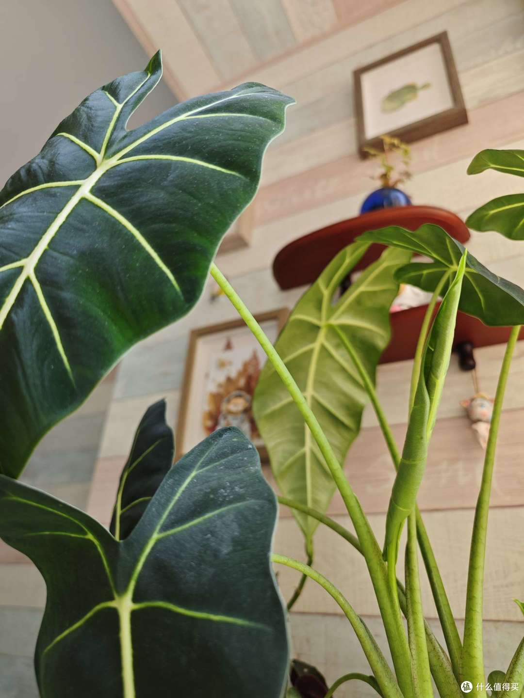 不停抽新叶