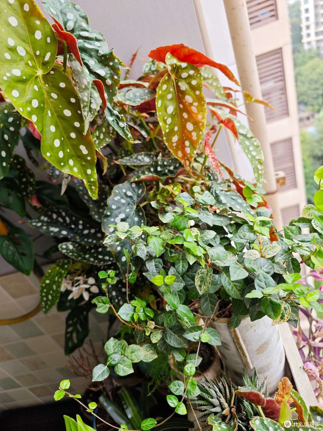 盘点我家种过的那些花花草草~