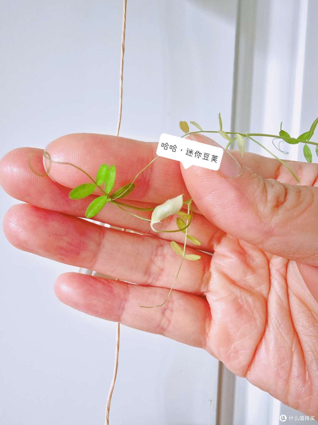 盘点我家种过的那些花花草草~