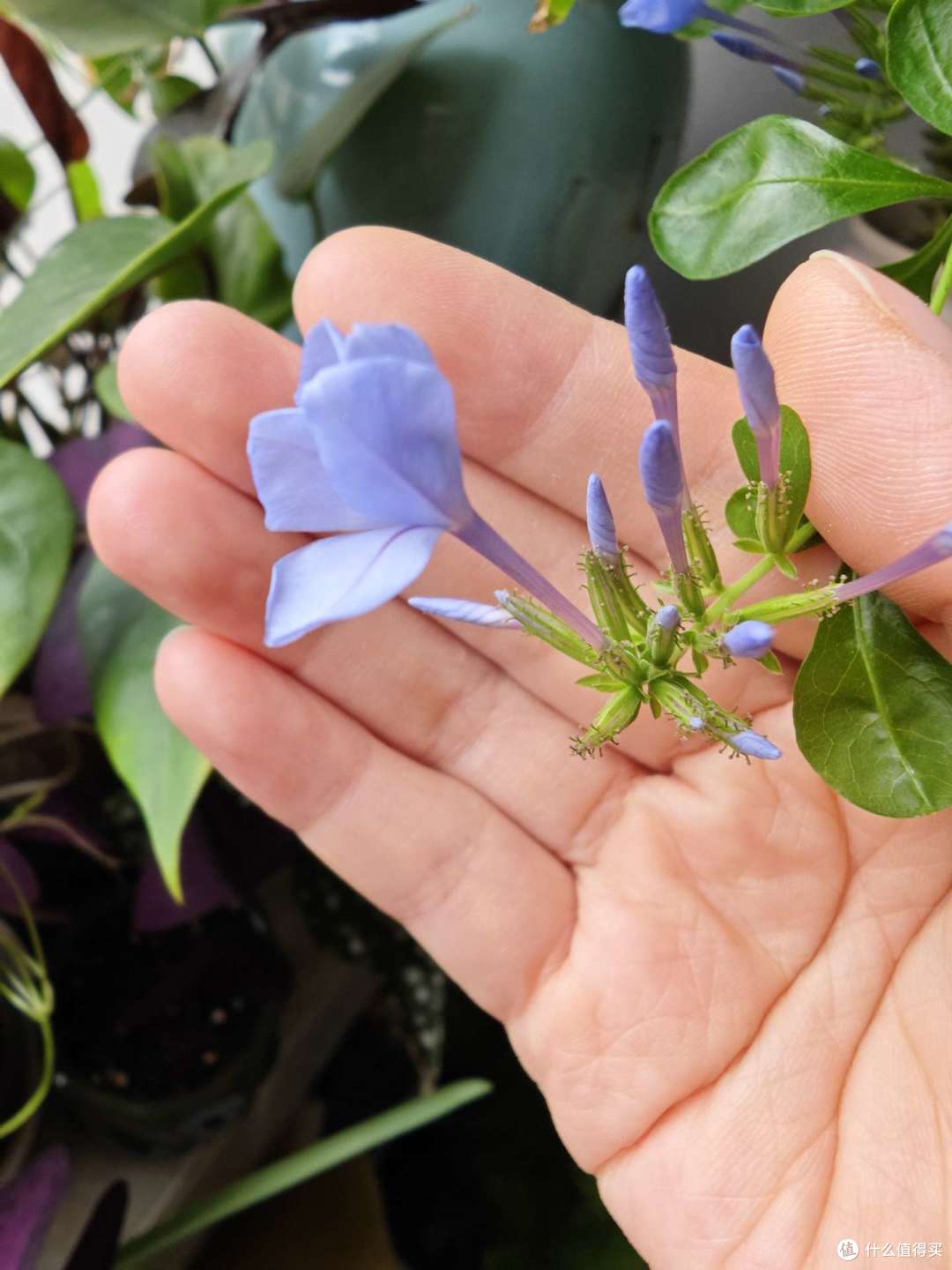 含苞待放