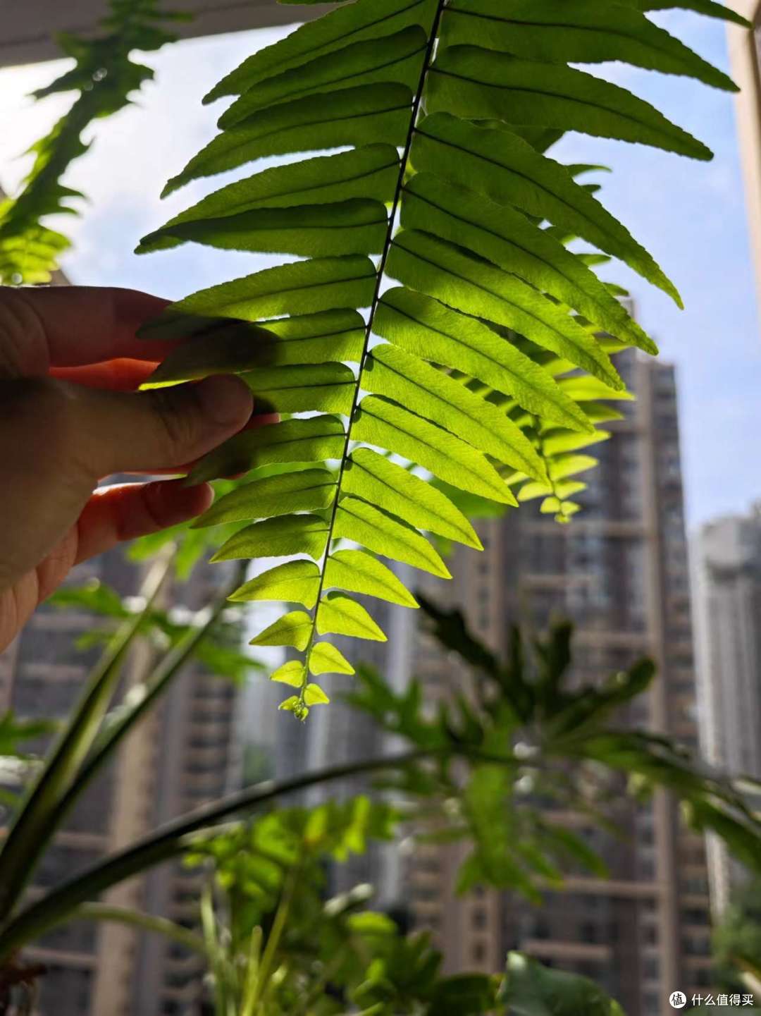叶子透光超有感觉