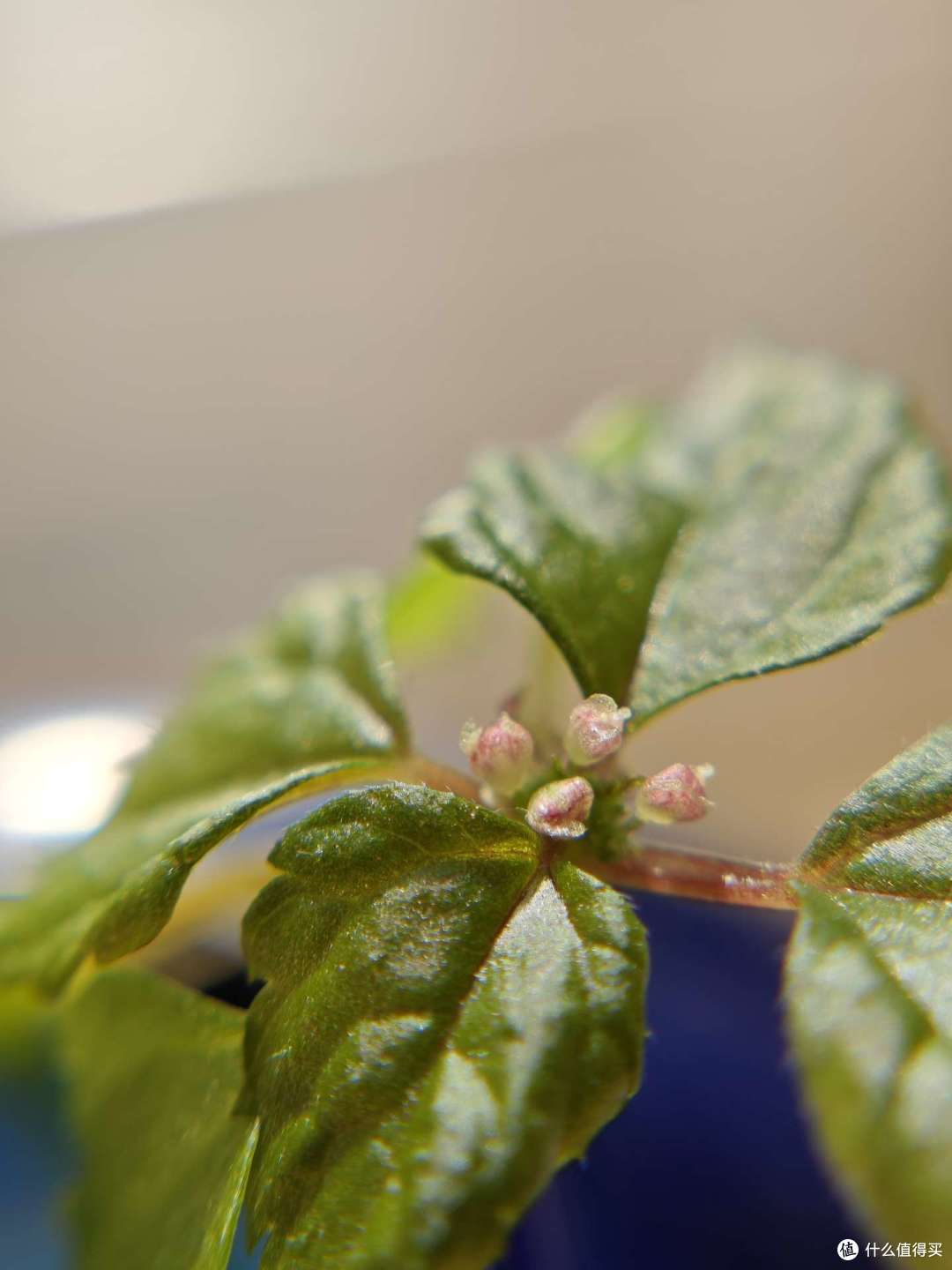 第二年长花苞了