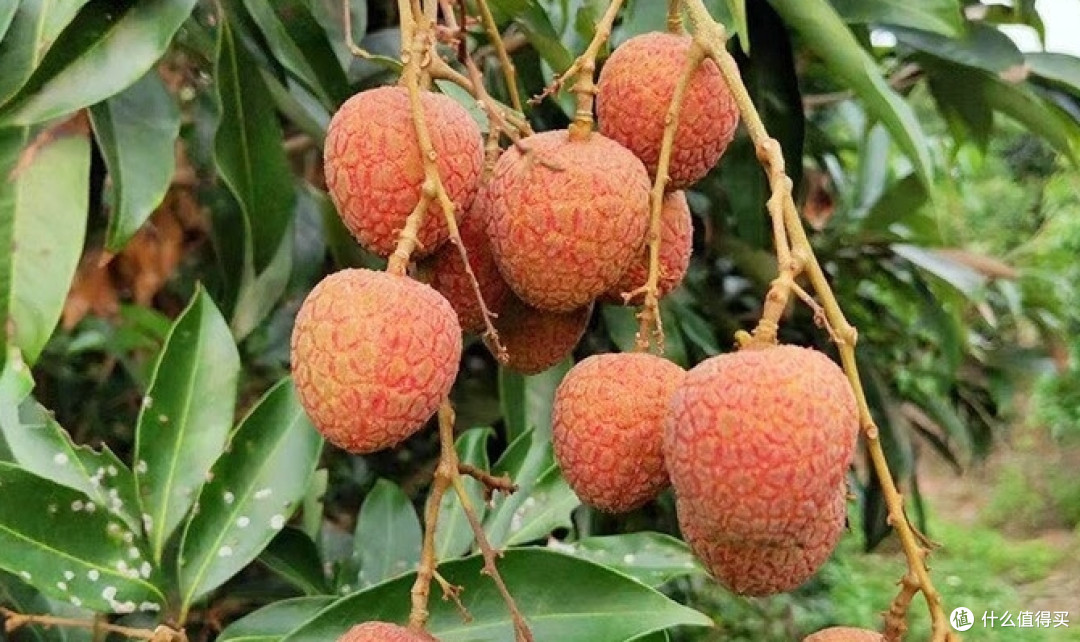 夏日荔枝季,荔枝有哪些品种你知道吗?