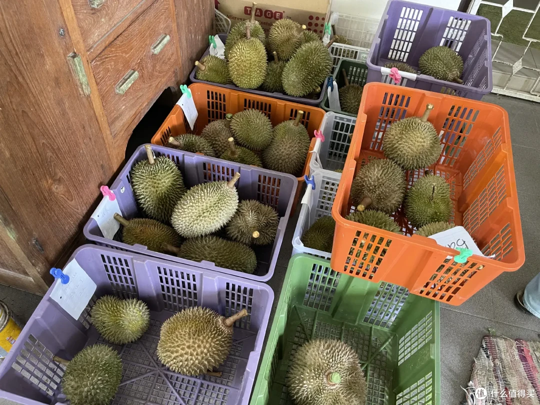 从马来西亚回来,盘点那些吃榴莲的好档口(可收藏备用)