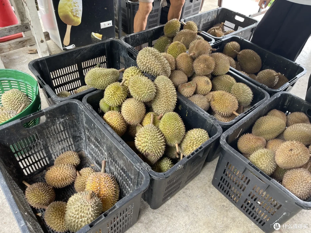 从马来西亚回来,盘点那些吃榴莲的好档口(可收藏备用)