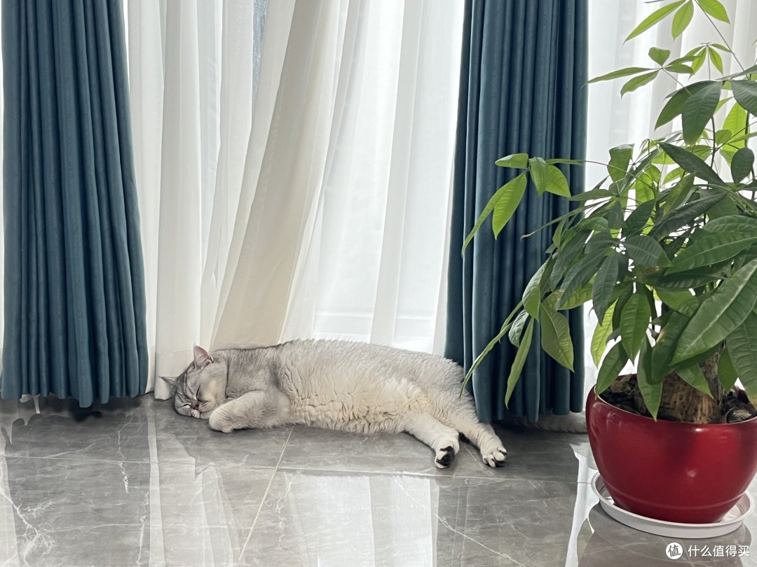 小馒头必备单品～猫砂