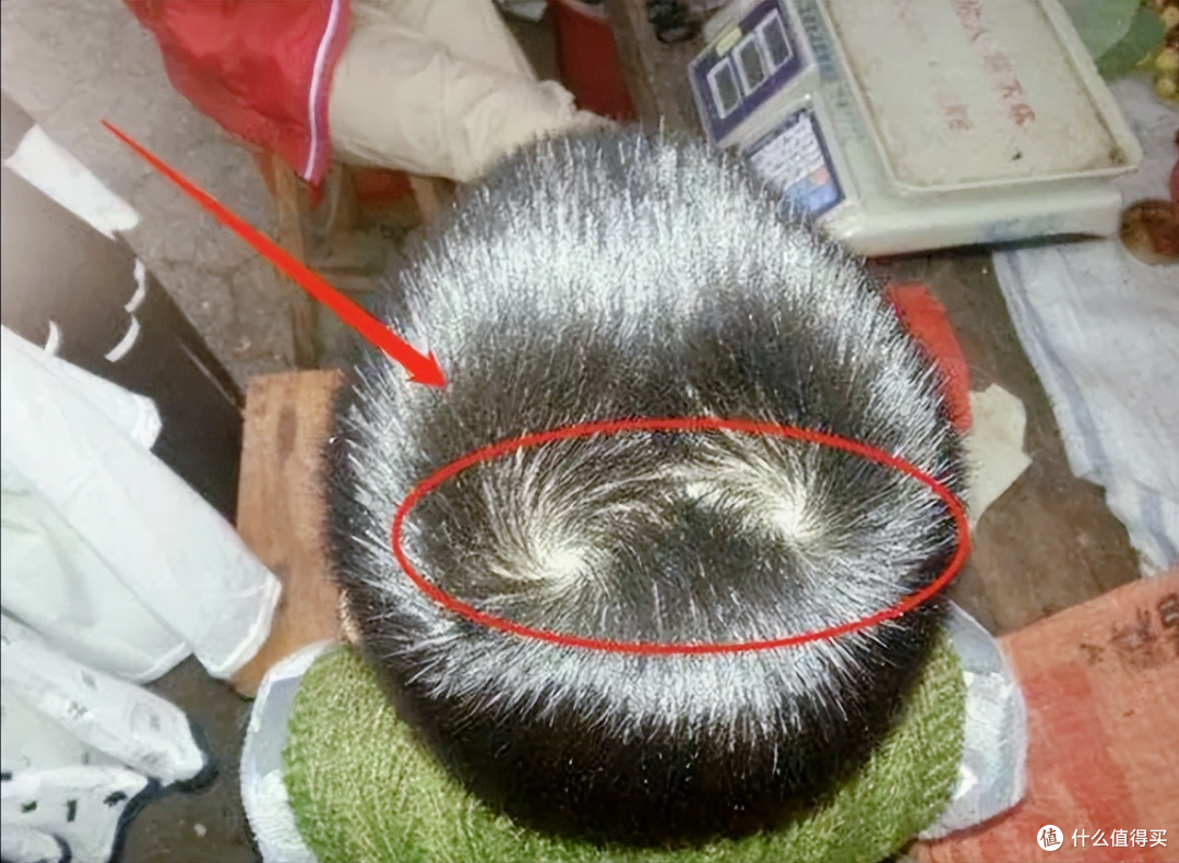 “我儿头顶两个旋,犟得像头牛”,孩子多个发旋意味着啥?科学解释来了