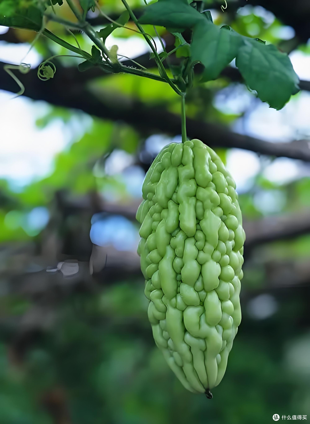 苦瓜控必看!苦瓜美食攻略,让你爱不释手!