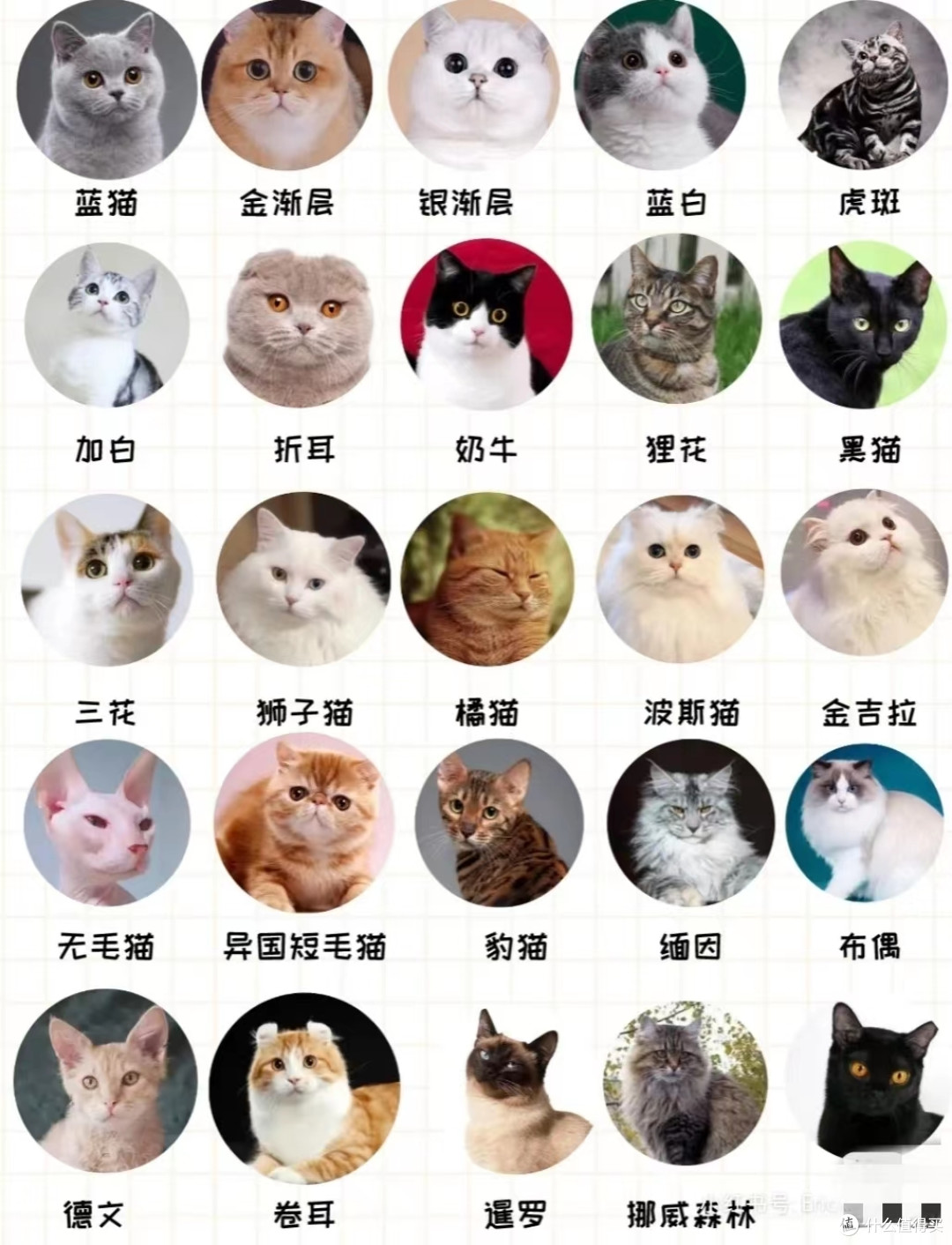 25种猫咪品种大全｜我最喜欢的是“橘猫”_猫咪_什么值得买
