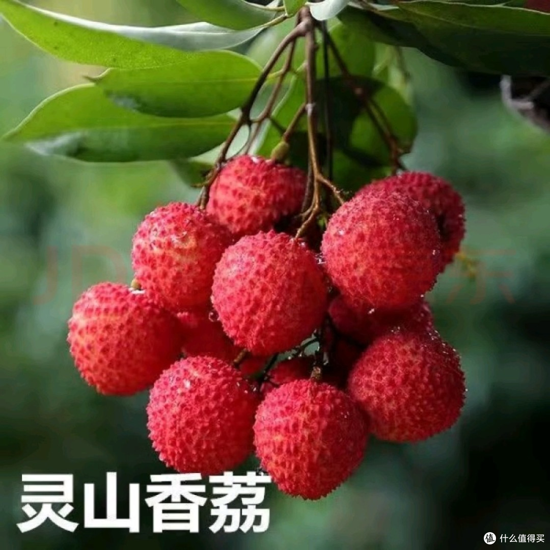 报恩荔枝大测评