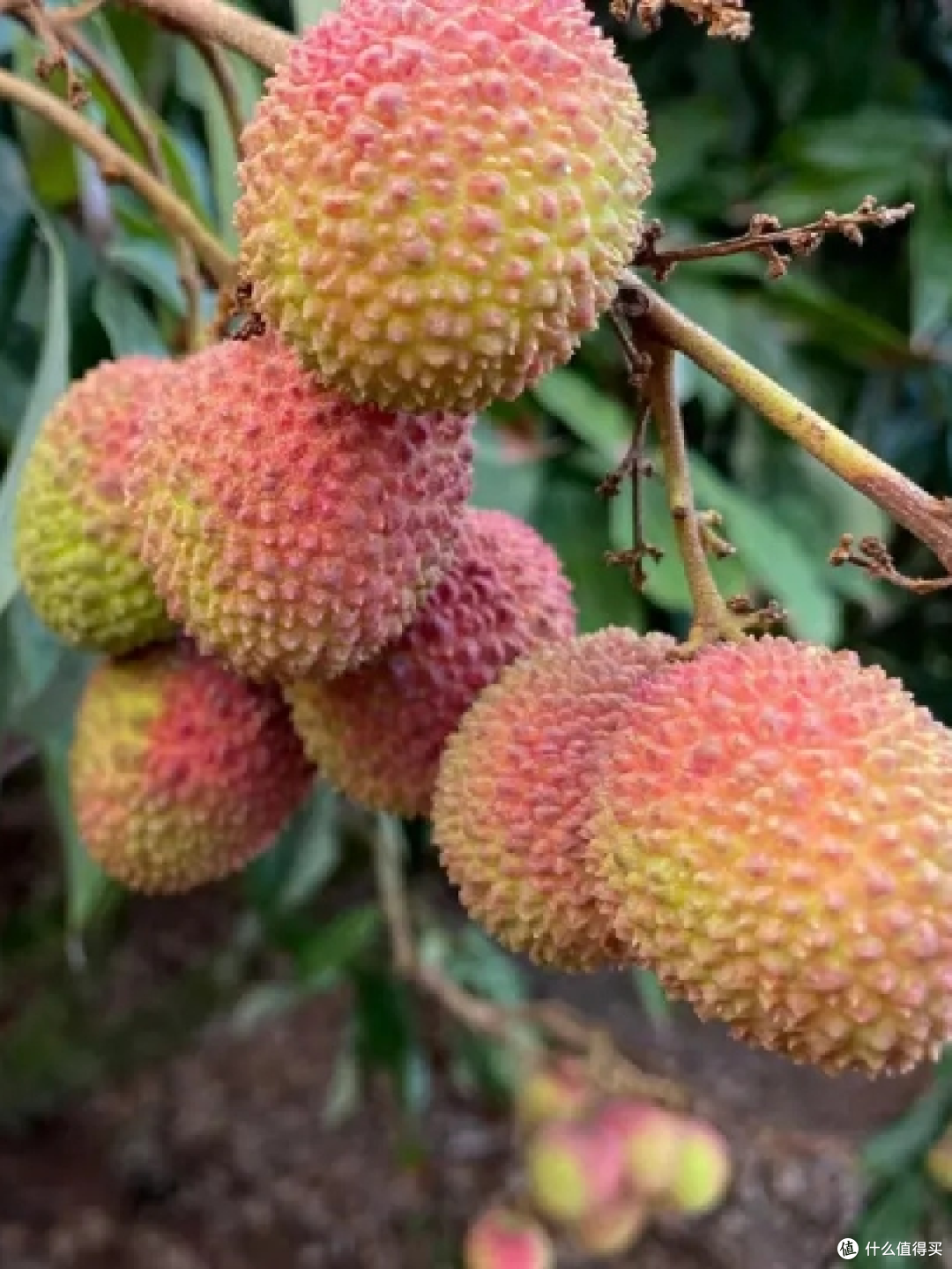 这个夏天,荔枝你吃了吗
