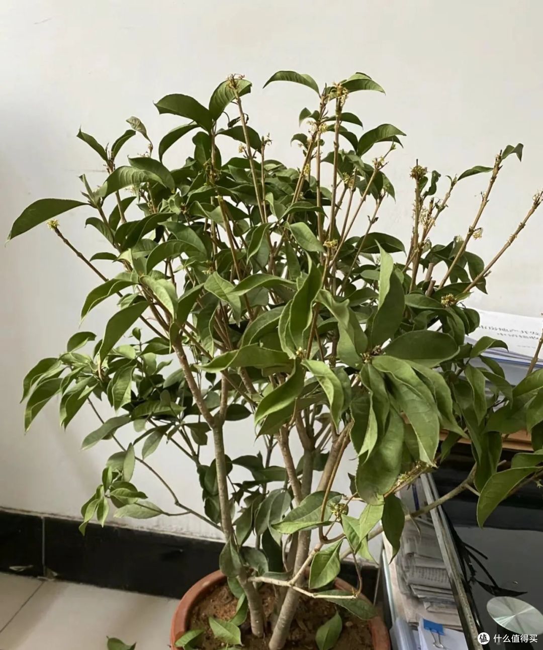 正在被淘汰的4种花,奉劝大家不要再跟风买了,都是花钱买教训