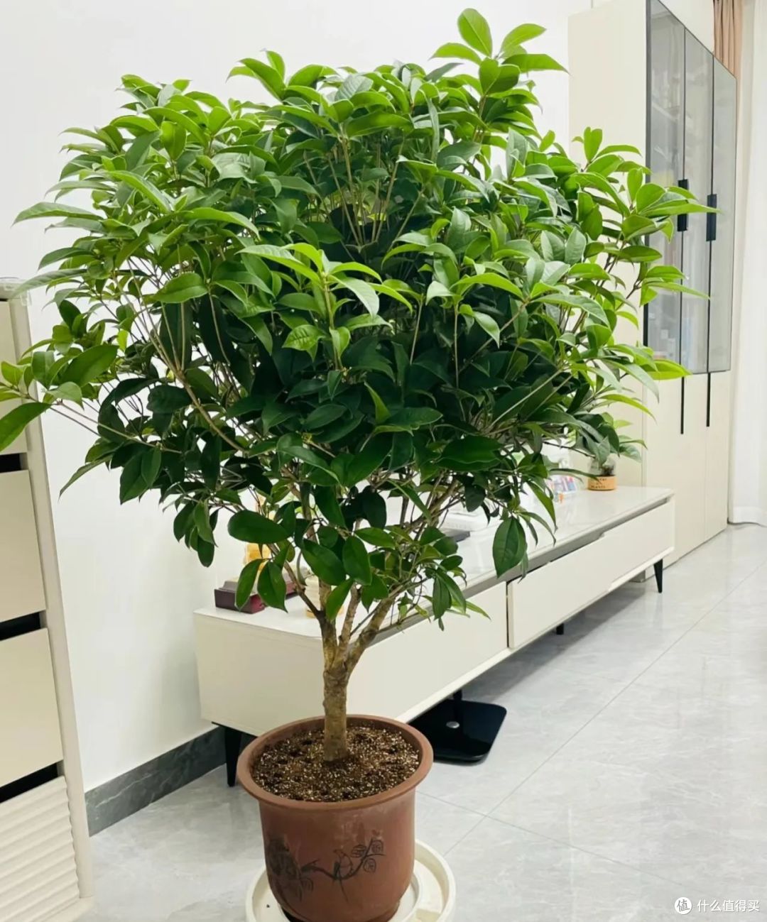 正在被淘汰的4种花,奉劝大家不要再跟风买了,都是花钱买教训