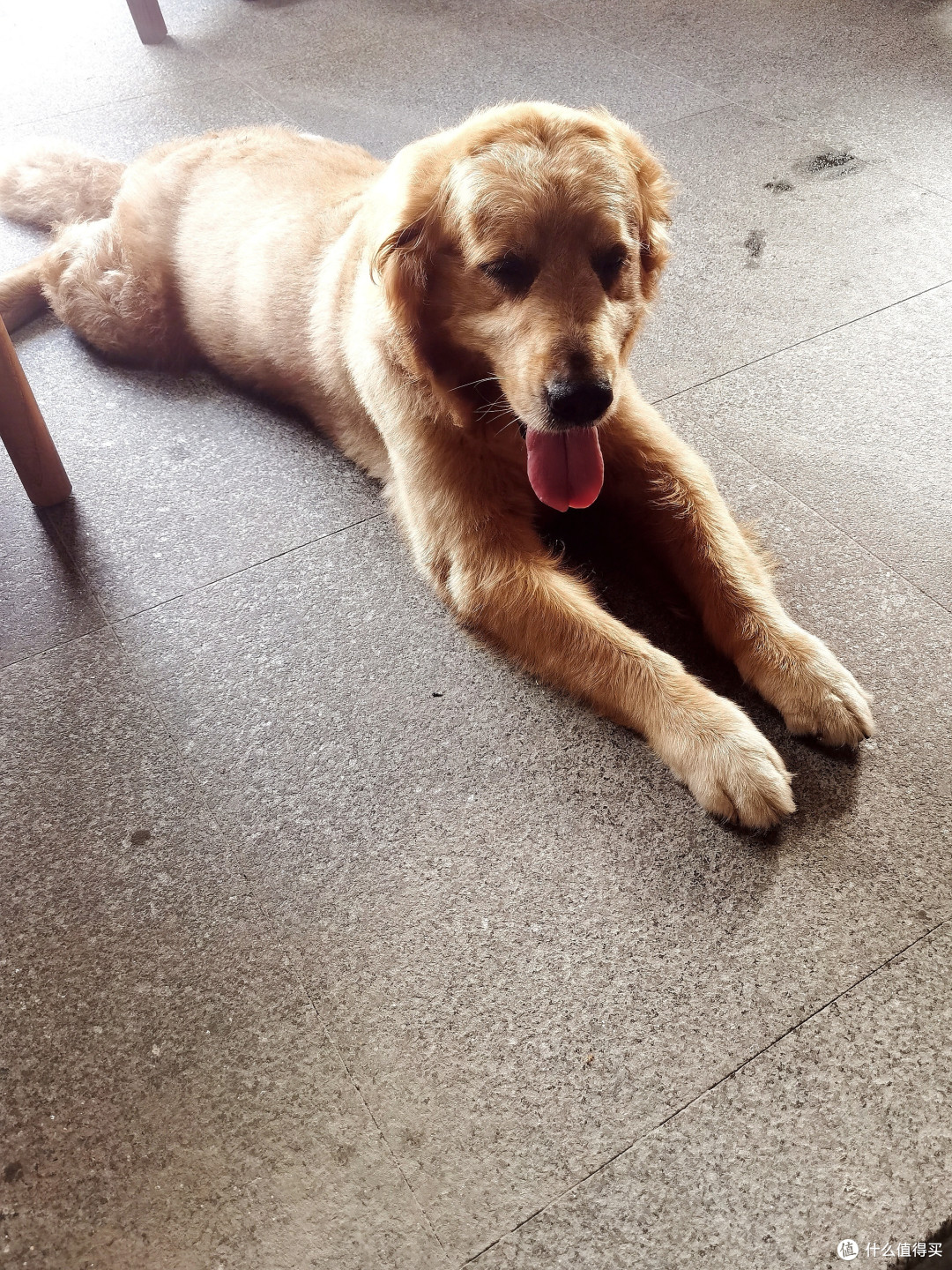 狗狗也怕热?8岁老犬的清凉夏天!