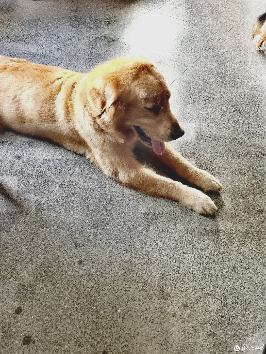 狗狗也怕热?8岁老犬的清凉夏天!