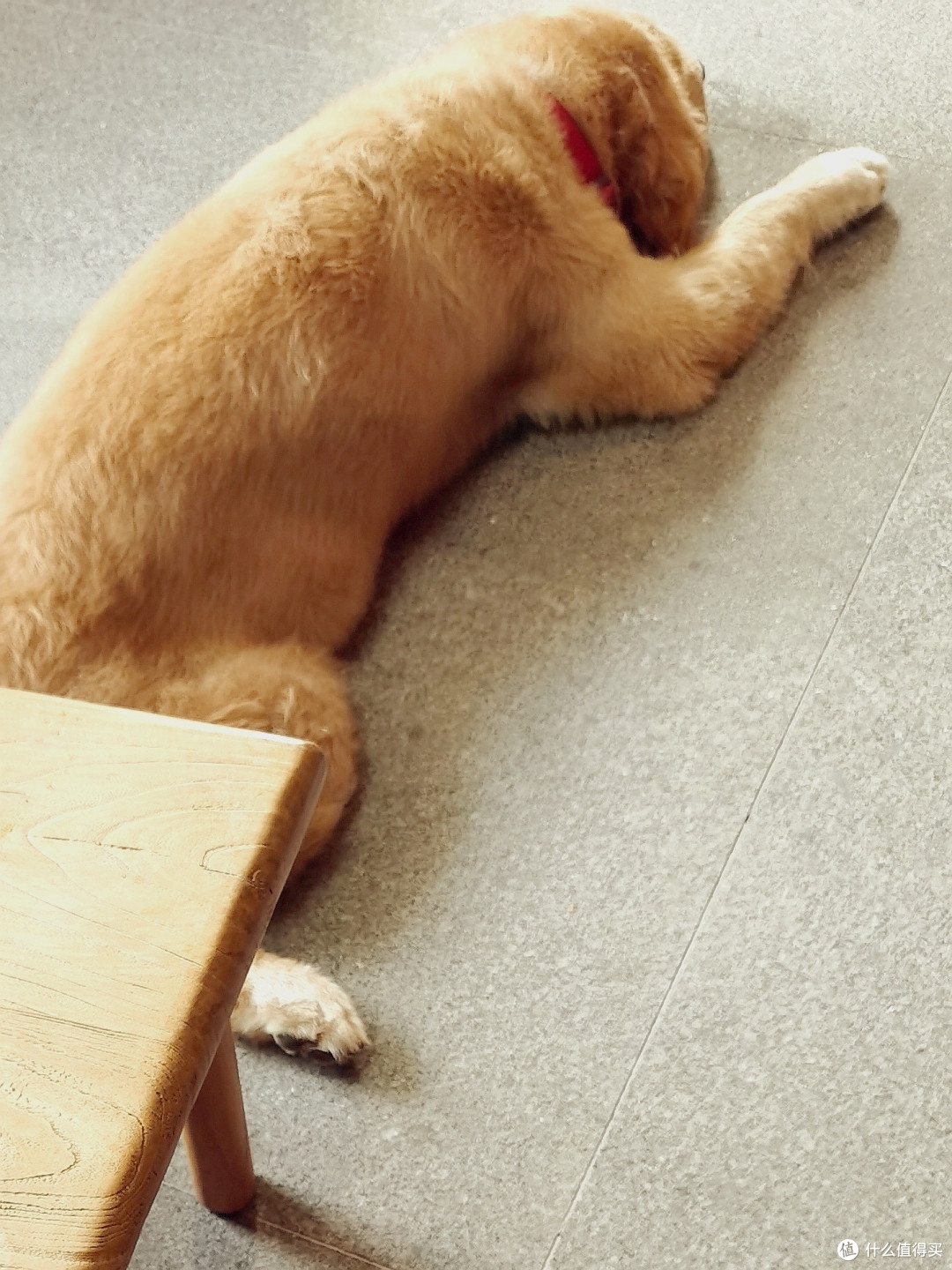 狗狗也怕热?8岁老犬的清凉夏天!