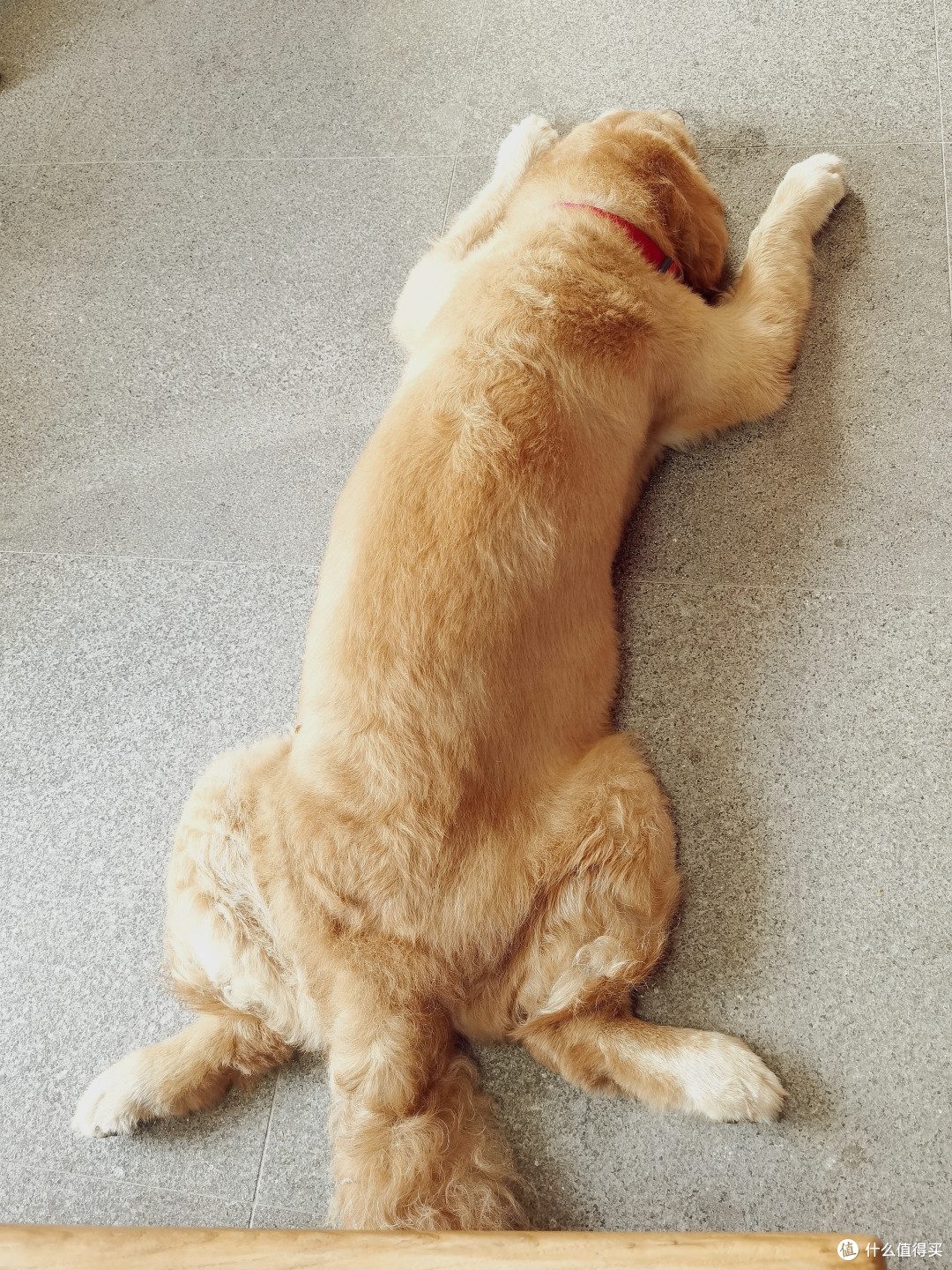 狗狗也怕热?8岁老犬的清凉夏天!