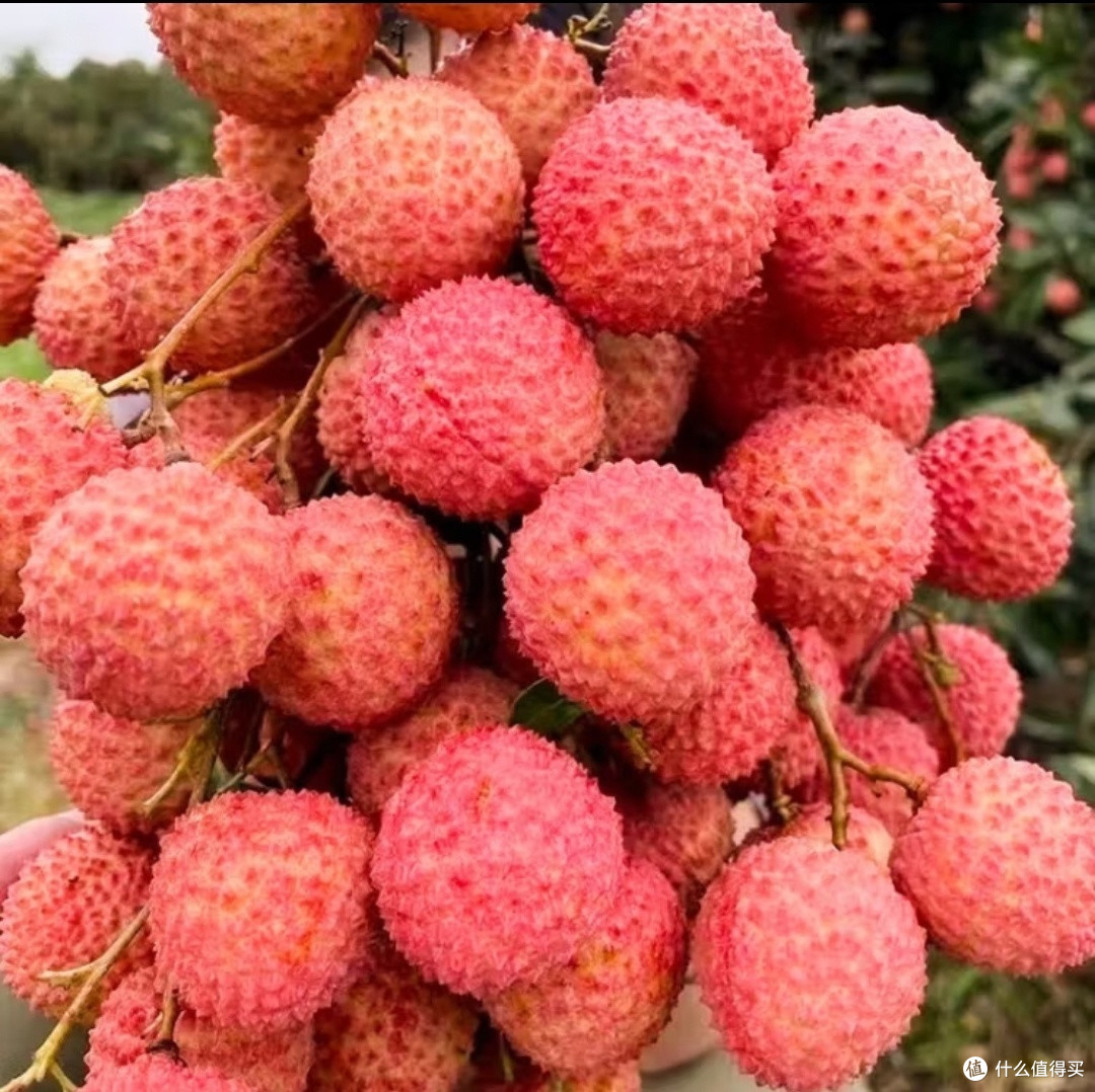 广东桂味荔枝，老树果实清甜多汁！