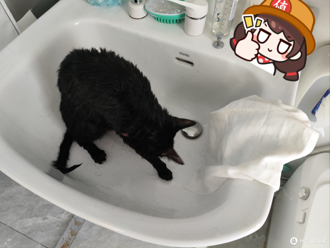 夏天了，需不需要给小猫们洗个澡？