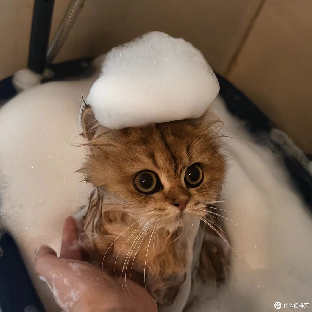 朋友家的小可爱
